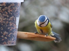 Melyiket válasszam?