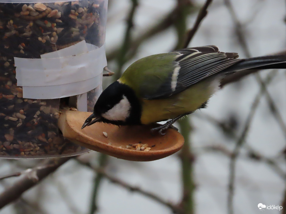 Nagy a forgalom a fakanalas etetőn