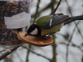 Nagy a forgalom a fakanalas etetőn