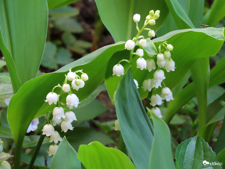 Illatozik a Gyöngyvirág
