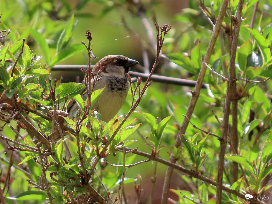 Bokorban bújkáló veréb
