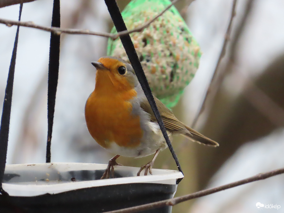 Szerinted melyik a legfinomabb?