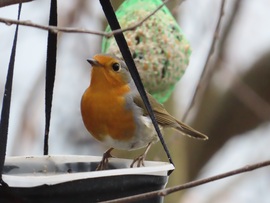 Szerinted melyik a legfinomabb?