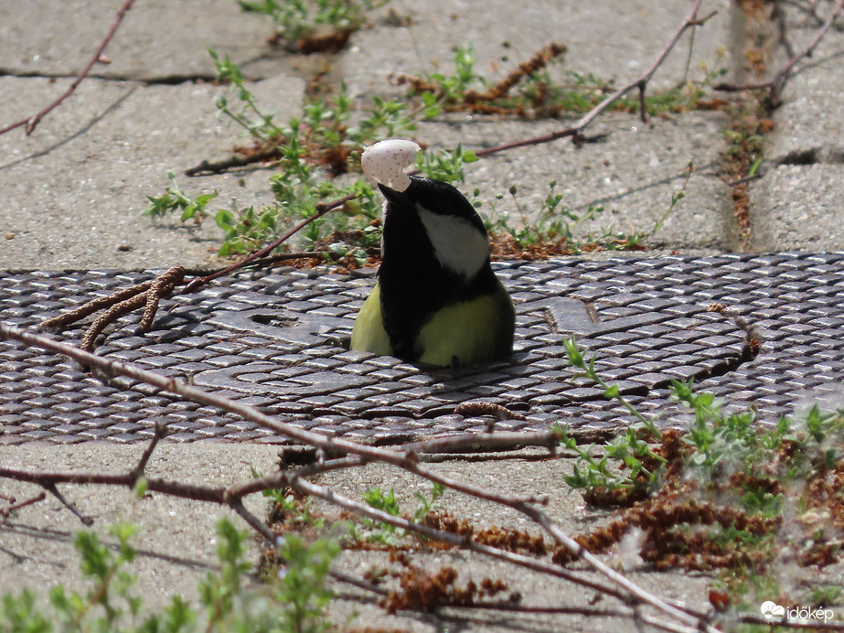 Takarítok a "gyerekek" után!