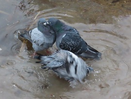 Gyorsan adj egy puszit, míg ne figyel!