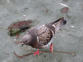 Jégen keresgélő galamb