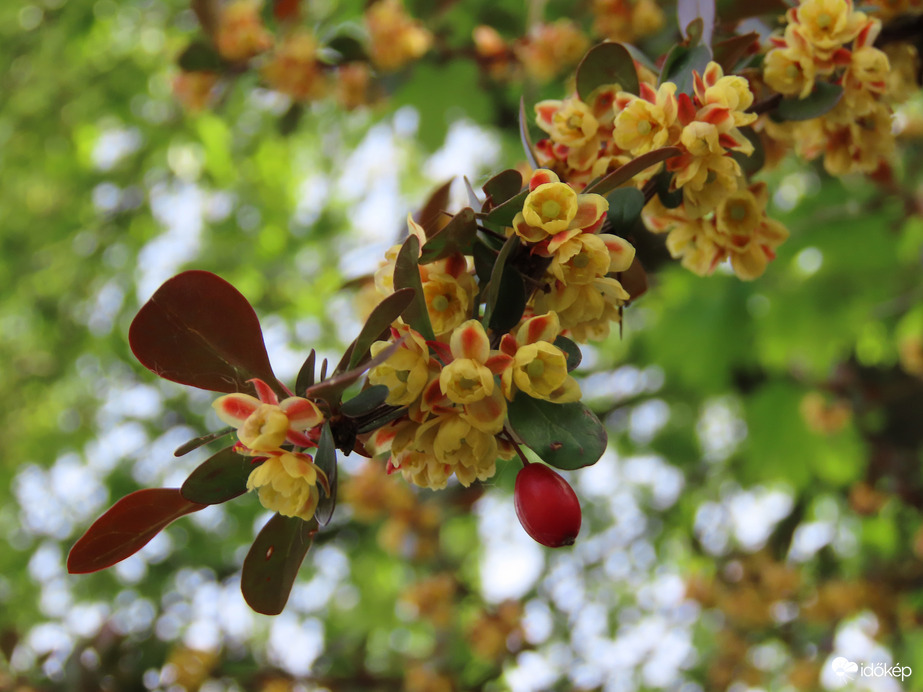 Virágzik a Borbolya