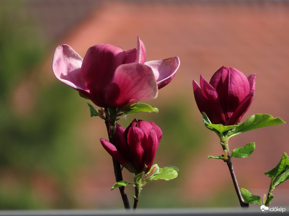 Kerítés felett kukucskáló Magnólia