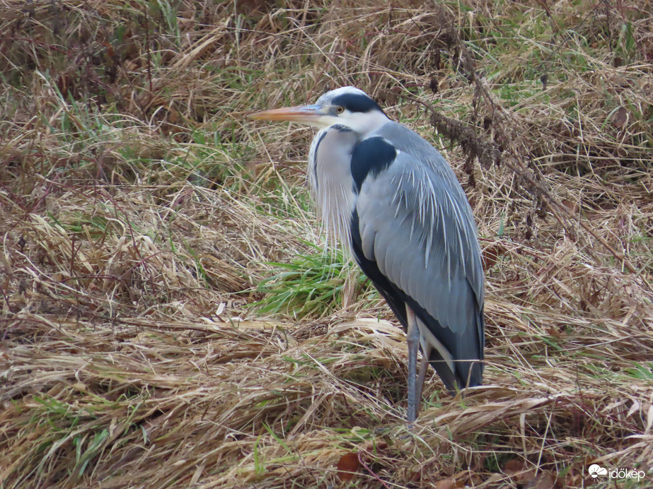 Pihenő a szokott helyen