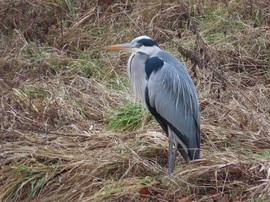 Pihenő a szokott helyen