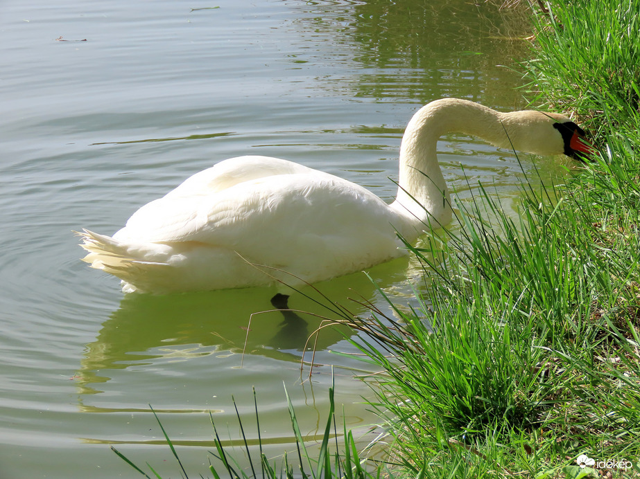 Szeretem a friss füvet!