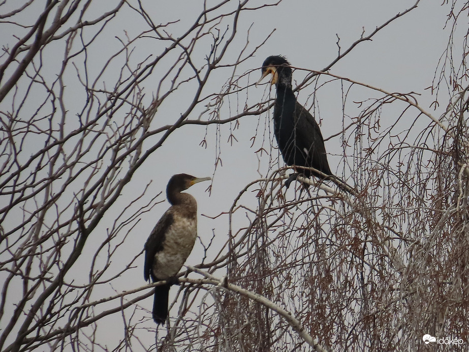 Taktikai megbeszélés