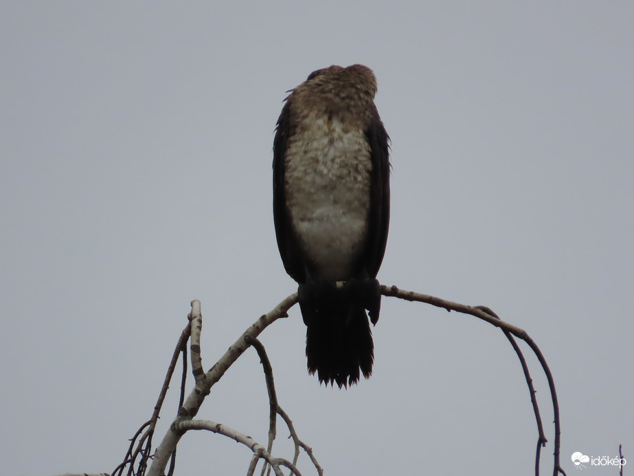 Szunyókáló kárókatona