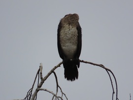 Szunyókáló kárókatona