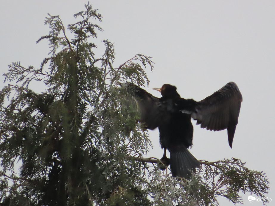 Lerázom a vizet a szárnyaimról