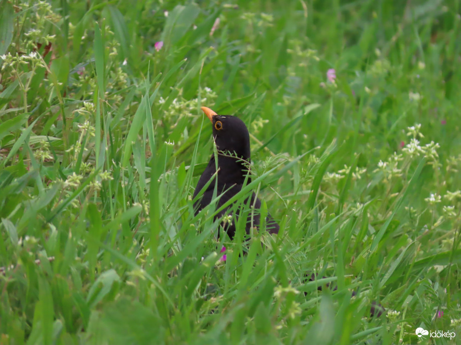 Sikerült elbújnom?