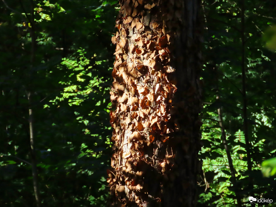 Száraz borostyán a fatörzsön