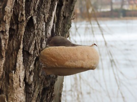 Taplógomba a fatörzsön