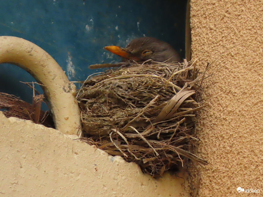 Elálmosodtam! Unalmas a tojásokon ülni!