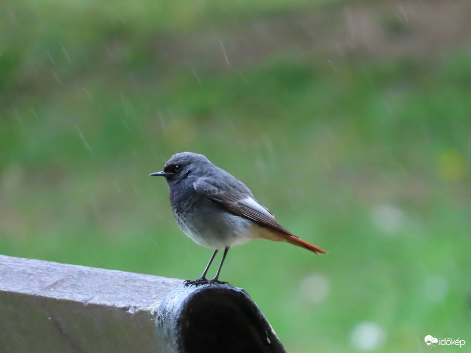 Rozsdafarkú az esőben