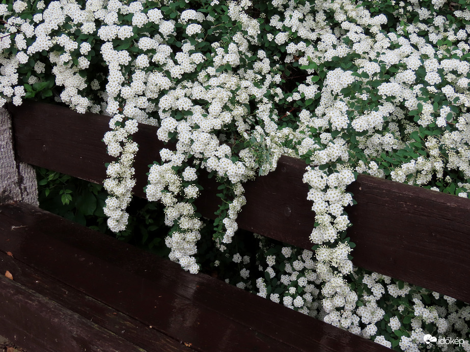 Padra hajló Gyöngyvessző
