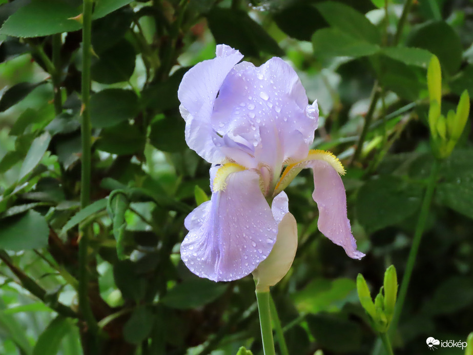 Nőszirom eső után