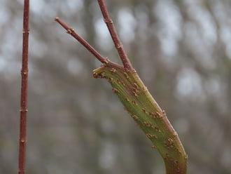 Aranyvessző érdekes ága
