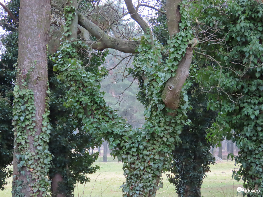 Borostyánnal körülölelve