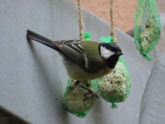 Melyikből csípjek?