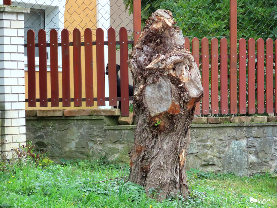 Érdekes fatörzs kíváncsi kutyussal