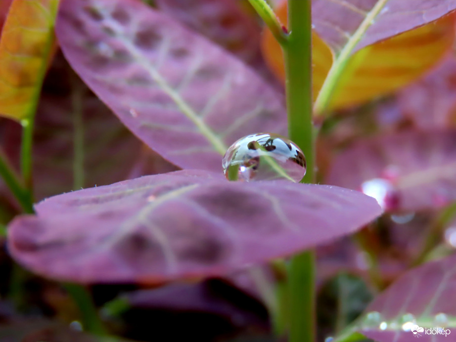 Gyöngy a Cserszömörce levelén