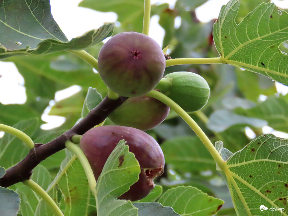 "Valaki" már megkóstolta!