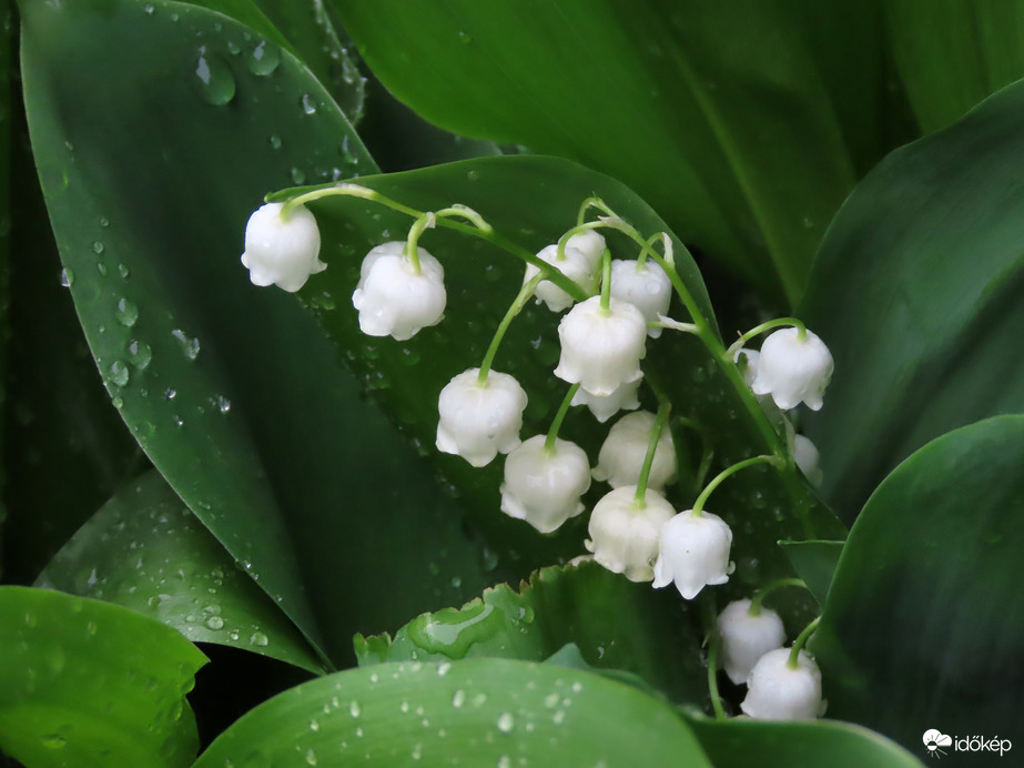 Eső után még illatosabb