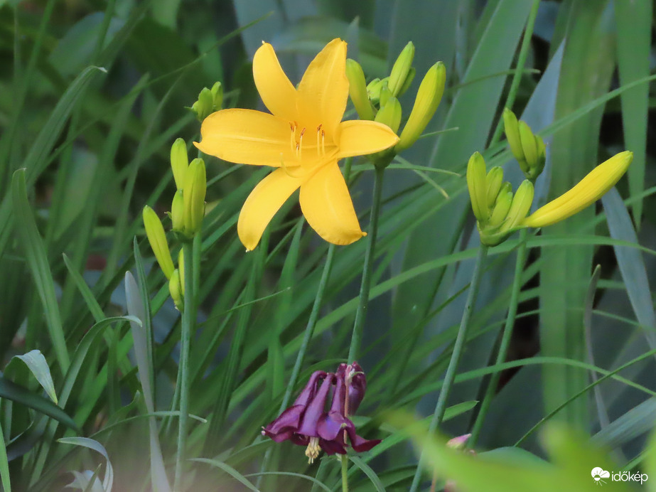 Virágos a Sásliliom