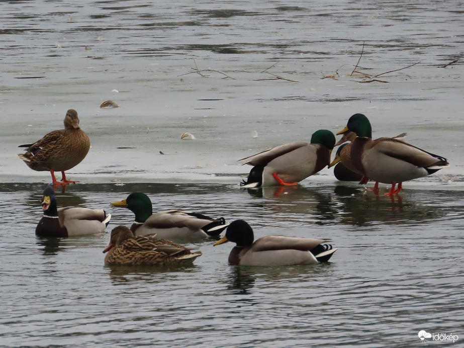 Élet jégen és vízen
