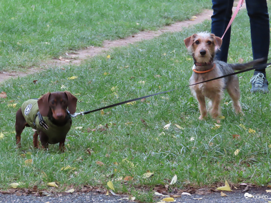 Gyorsabban fotózz! Játszani szeretnénk!