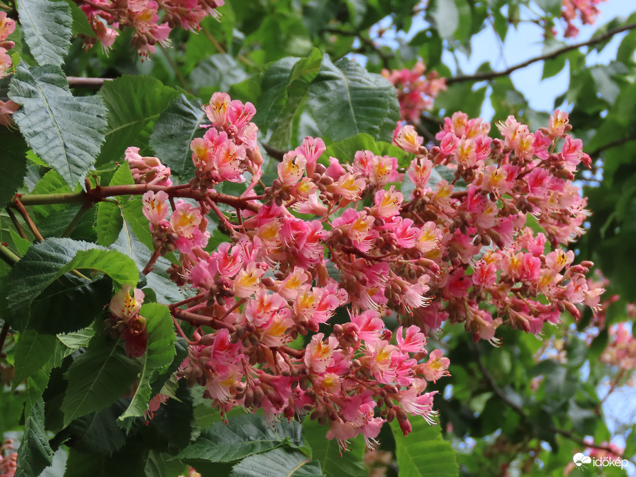 Hússzínű vadgesztenye