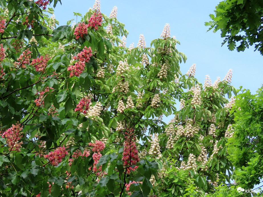 Virágzó Vadgesztenyék
