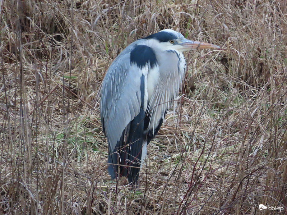 Ma is a patakparton gubbasztok!
