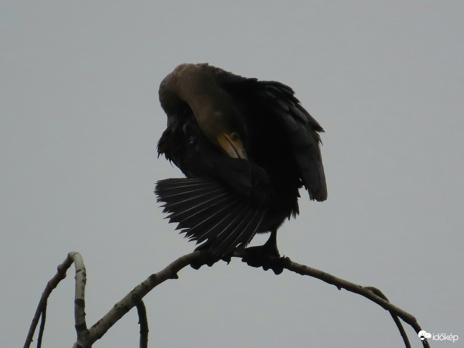 Minden tollat gondosan megtisztítok!