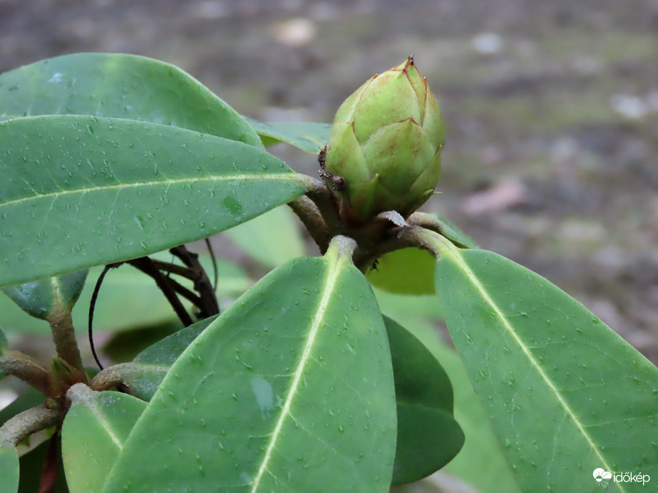 Bimbós Rhododendron