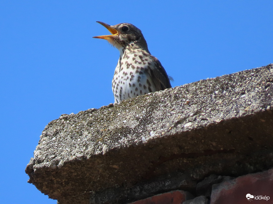 A kémény tetejéről üdvözlöm a sokaságot!