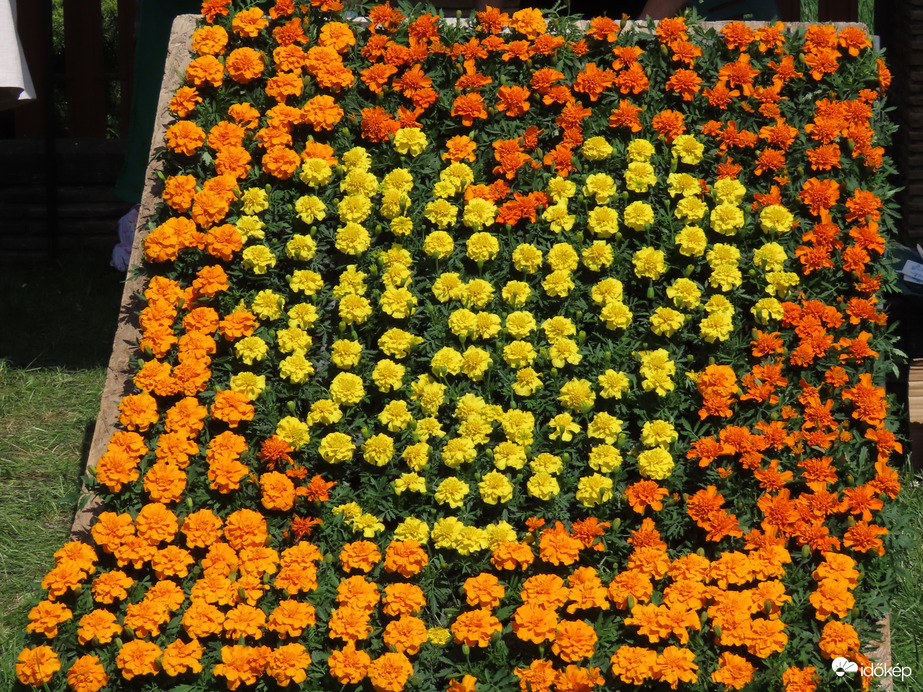 Herényi Virágút képekben