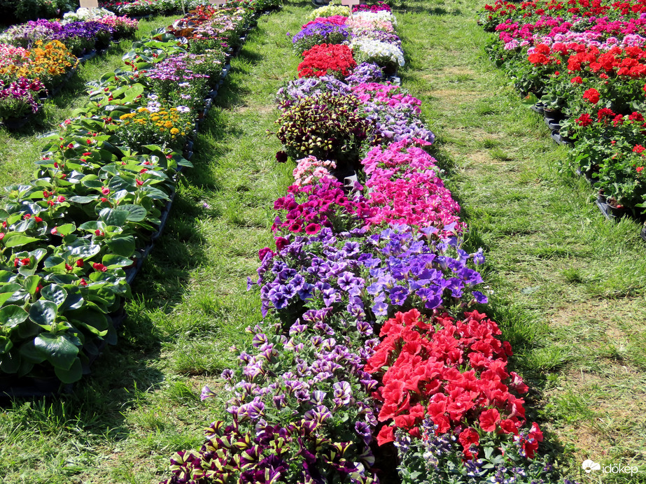 Herényi Virágút képekben