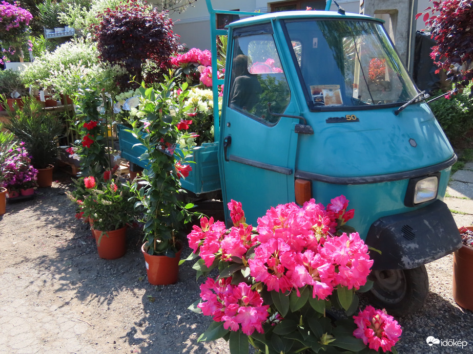 Herényi Virágút képekben