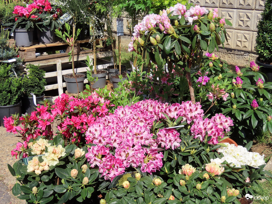 Herényi Virágút képekben