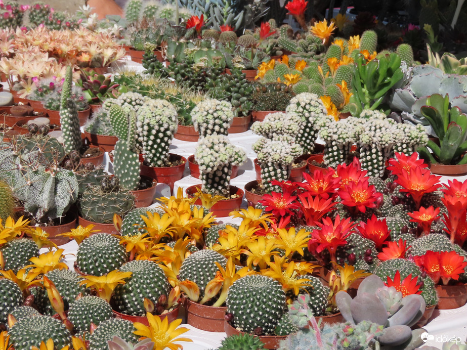 Herényi Virágút képekben