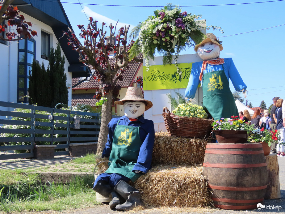 Herényi Virágút képekben