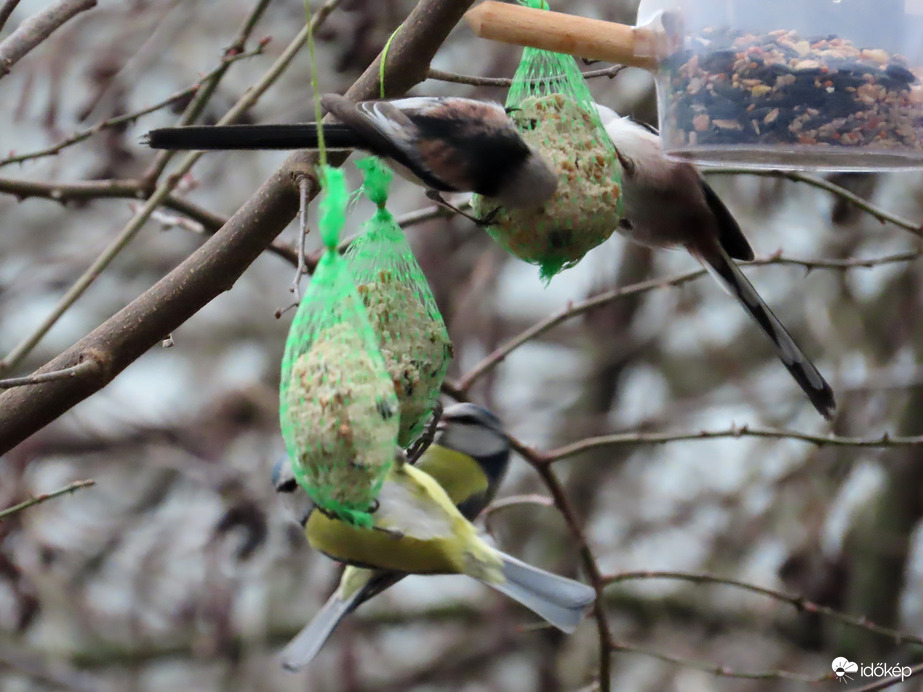 Nagy a forgalom a cinkegolyókon