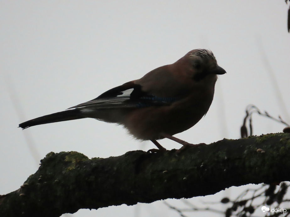 A Szajkó is megérkezett